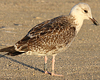 1cy argenteus in November, ringed in Belgium. (25637 bytes)